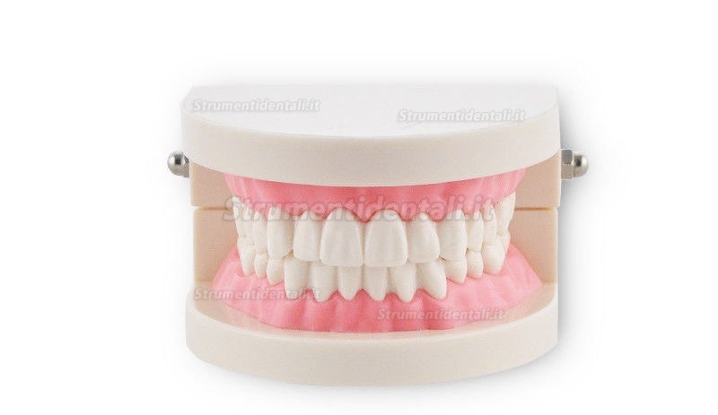 Study Teaching dimostrazione denti standard Model
